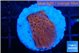 Montipora death spiral 2-3 cm WYSIWYG acclimaté