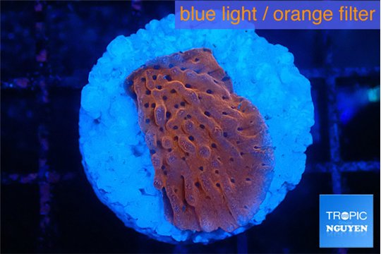 Montipora death spiral 2-3 cm WYSIWYG acclimaté