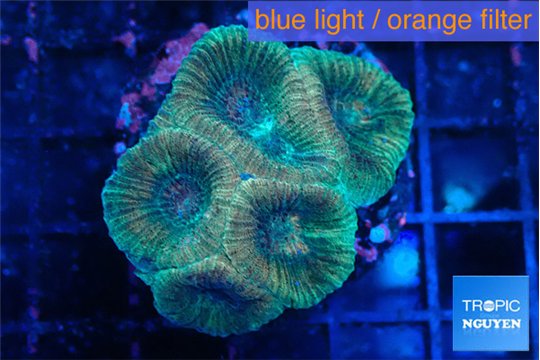 Favia rainbow 2-3 cm WYSIWYG acclimaté