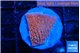 Montipora death spiral 2-3 cm WYSIWYG acclimaté