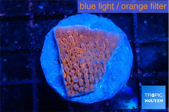 Montipora death spiral 2-3 cm WYSIWYG acclimaté