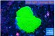 Montipora green plate 1-2 cm WYSIWYG acclimaté