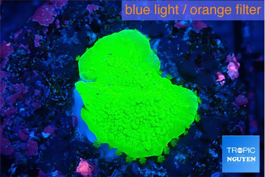 Montipora green plate 1-2 cm WYSIWYG acclimaté