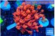 Goniopora red devils 4-7 cm WYSIWYG acclimaté