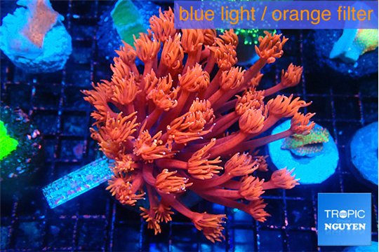 Goniopora red devils 4-7 cm WYSIWYG acclimaté