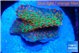 Montipora digitata red fire forest 2 cm WYSIWYG acclimaté