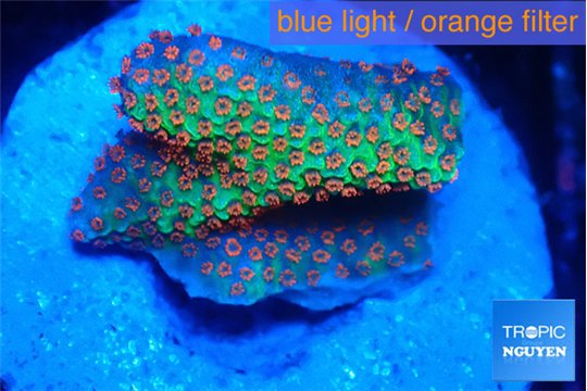 Montipora digitata red fire forest 2 cm WYSIWYG acclimaté