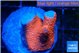 Montipora digitata bubble gum frag 1-2 cm WYSIWYG acclimaté