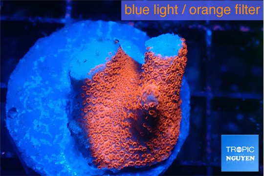 Montipora digitata bubble gum frag 1-2 cm WYSIWYG acclimaté