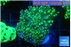 Euphyllia yaeyamaensis green 4-7 cm WYSIWYG acclimaté