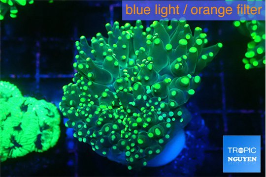 Euphyllia yaeyamaensis green 4-7 cm WYSIWYG acclimaté