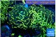 Euphyllia ancora gold 7-11 cm WYSIWYG acclimaté