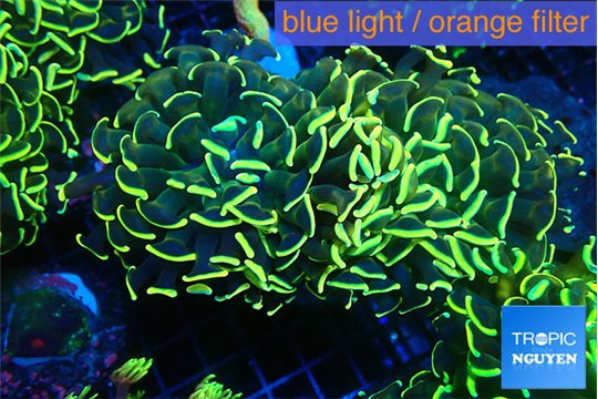 Euphyllia ancora gold 7-11 cm WYSIWYG acclimaté