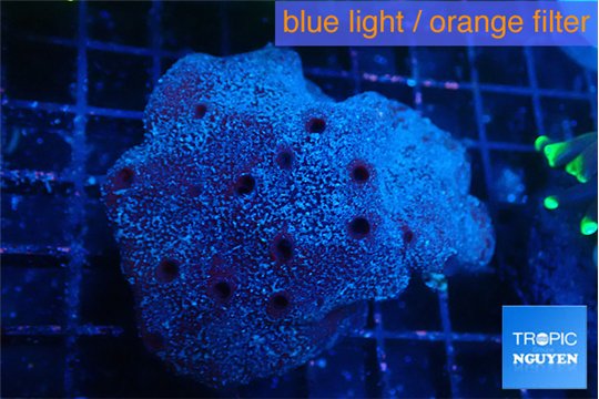 Red ball sponge 5-6 cm WYSIWYG acclimaté