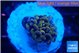 Ephyllia paraancora mango 2-4 cm WYSIWYG acclimaté