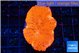 Lobophyllia red fire 4-6 cm WYSIWYG acclimaté