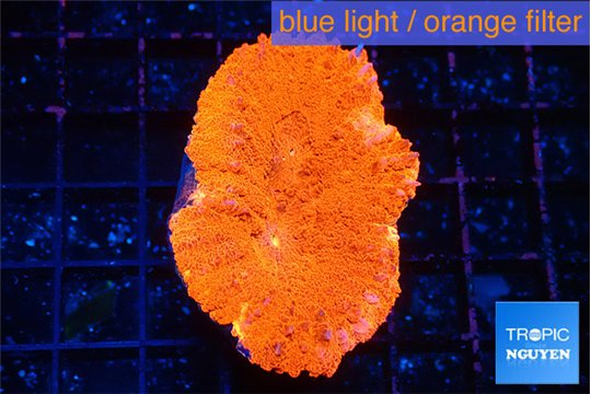Lobophyllia red fire 4-6 cm WYSIWYG acclimaté