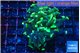 Euphyllia parancora glow tip 4-6 cm WYSIWYG acclimaté
