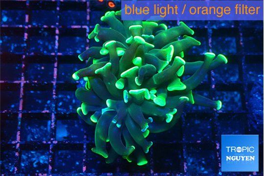 Euphyllia parancora glow tip 4-6 cm WYSIWYG acclimaté