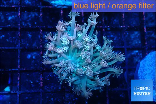 Goniopora strawberry 4-6 cm WYSIWYG acclimaté