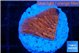 Montipora death spiral 2-3 cm WYSIWYG acclimaté