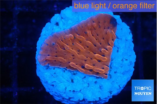 Montipora death spiral 2-3 cm WYSIWYG acclimaté