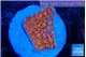 Montipora death spiral 2-3 cm WYSIWYG acclimaté