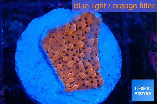 Montipora death spiral 2-3 cm WYSIWYG acclimaté
