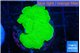 Montipora green cap 2-4 cm WYSIWYG acclimaté