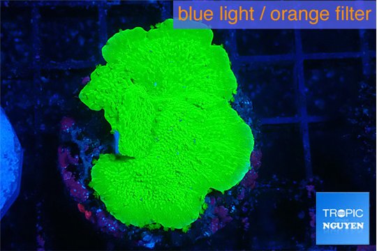 Montipora green cap 2-4 cm WYSIWYG acclimaté