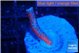 Montipora digitata bubble gum frag 1-2 cm WYSIWYG acclimaté