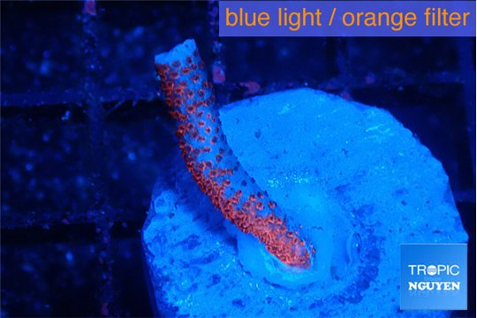 Montipora digitata bubble gum frag 1-2 cm WYSIWYG acclimaté