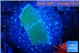 Montipora green & blue polyps 2-3 cm WYSIWYG acclimaté