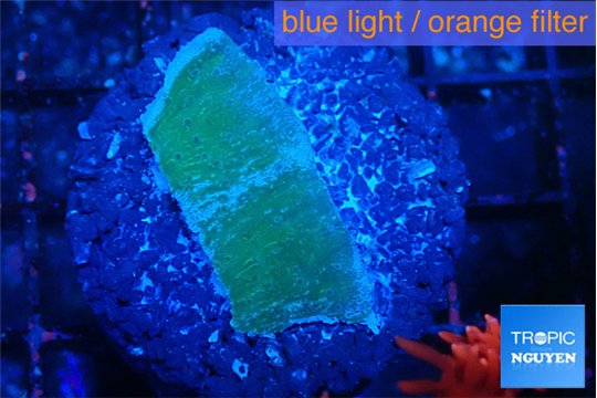 Montipora green & blue polyps 2-3 cm WYSIWYG acclimaté
