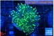 Euphyllia yaeyamaensis green 3-6 cm WYSIWYG acclimaté