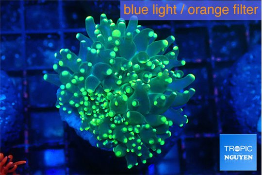 Euphyllia yaeyamaensis green 3-6 cm WYSIWYG acclimaté