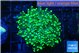 Euphyllia yaeyamaensis green 3-6 cm WYSIWYG acclimaté