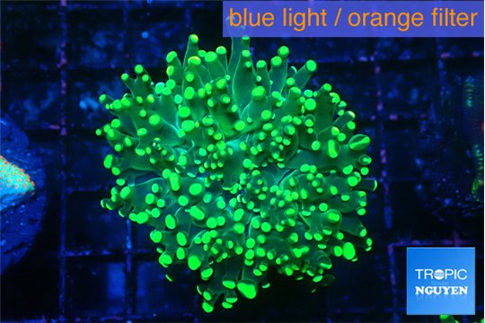 Euphyllia yaeyamaensis green 3-6 cm WYSIWYG acclimaté
