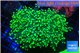 Euphyllia yaeyamaensis green 5-8 cm WYSIWYG acclimaté
