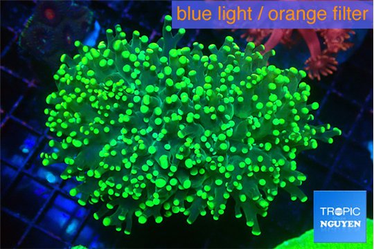 Euphyllia yaeyamaensis green 5-8 cm WYSIWYG acclimaté