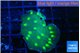 Echinopora neon green spot 2-4 cm WYSIWYG acclimaté