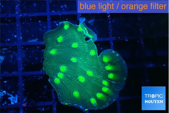 Echinopora neon green spot 2-4 cm WYSIWYG acclimaté
