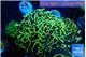 Euphyllia ancora gold 7-11 cm WYSIWYG acclimaté