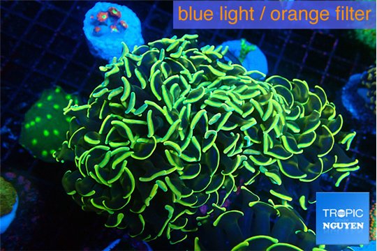 Euphyllia ancora gold 7-11 cm WYSIWYG acclimaté