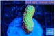 Montipora red fire forest 2-3 cm WYSIWYG acclimaté
