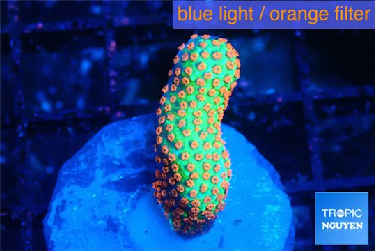 Montipora red fire forest 2-3 cm WYSIWYG acclimaté