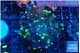 Euphyllia parancora glow tip 3-5 cm WYSIWYG acclimaté