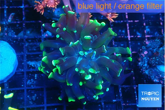 Euphyllia parancora glow tip 3-5 cm WYSIWYG acclimaté
