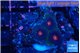 Favia monster purple 2-3 cm WYSIWYG acclimaté