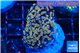 Euphyllia paraancora mango 3-6 cm WYSIWYG acclimaté